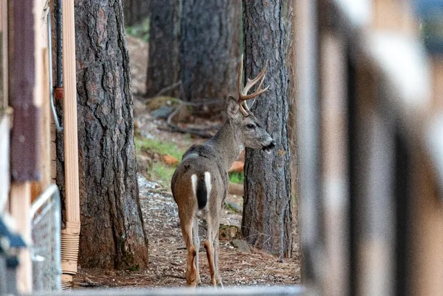 $675,000 | 16193 Sharon Way, Grass Valley, CA 95949