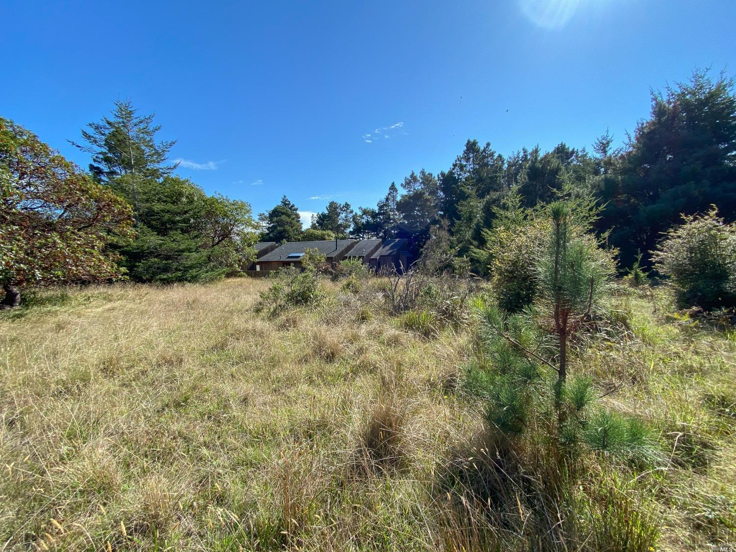 41179 Deer Trail The Sea Ranch, CA 95497 - Photo 20 of 33 a view of a yard with a tree