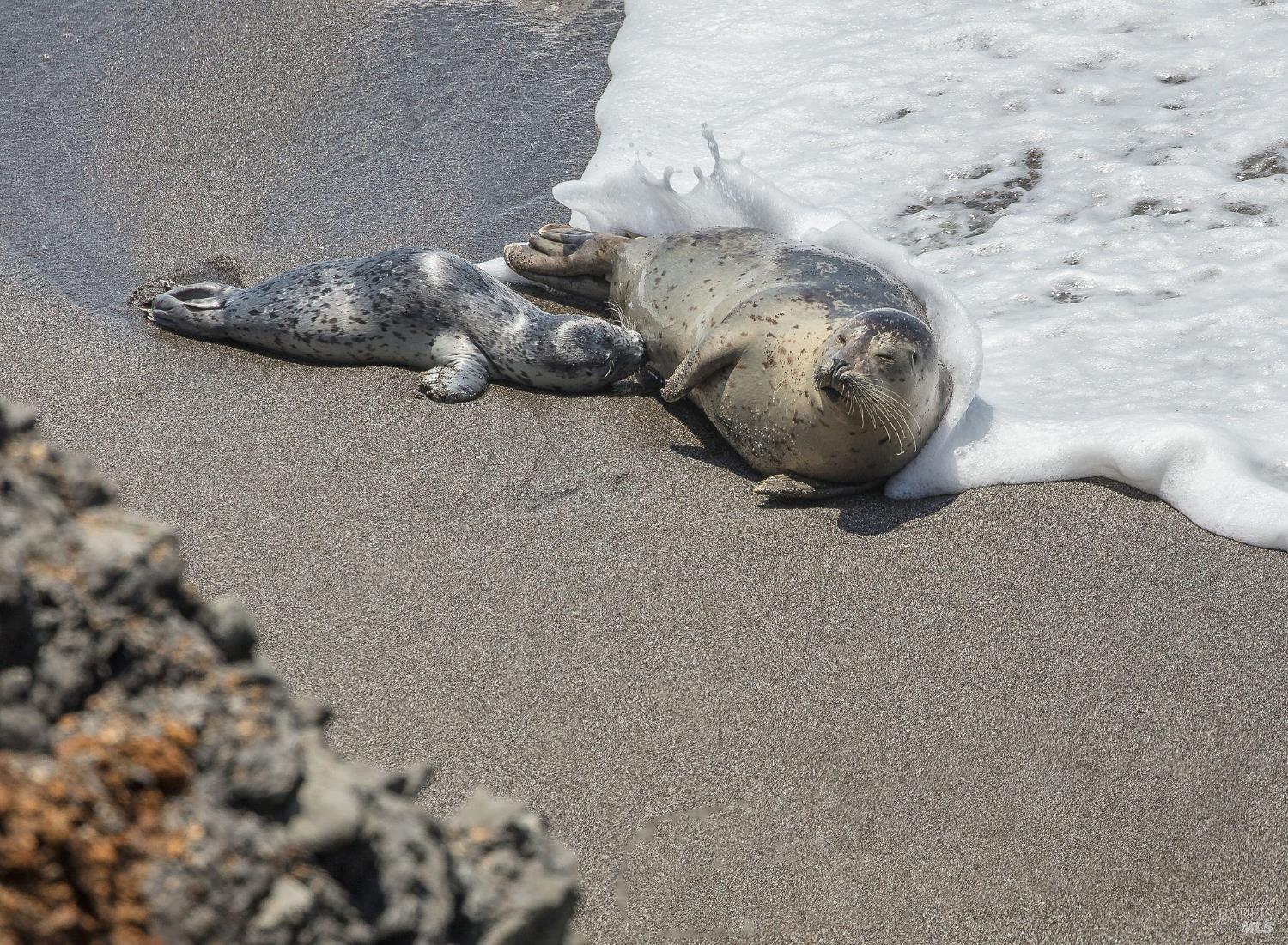 41179 Deer Trail The Sea Ranch, CA 95497 - Photo 24 of 33 a view of a wooden floor