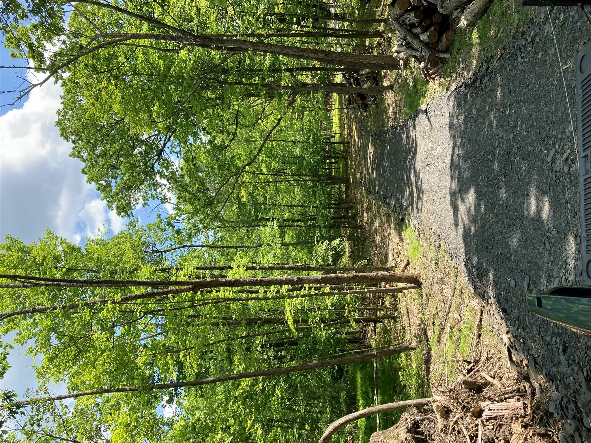 a view of a tree in the middle of a yard