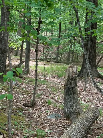a view of a yard with large trees