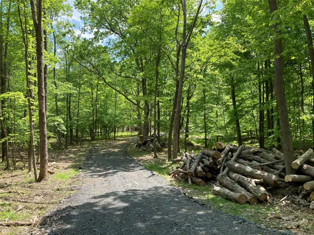 a view of a park with large trees