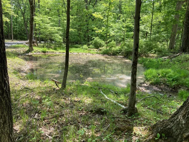 a view of a yard with plants