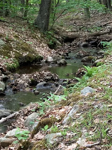 a view of a tree in a yard