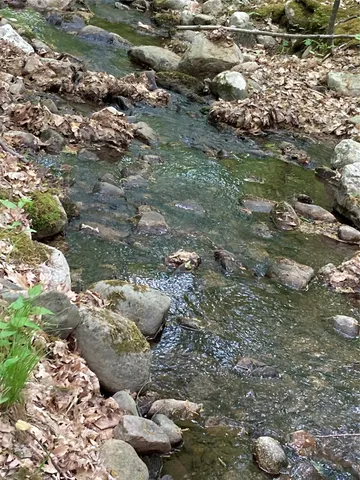 a view of a forest with a tree