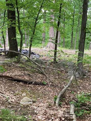 a view of a tree in the middle of a yard