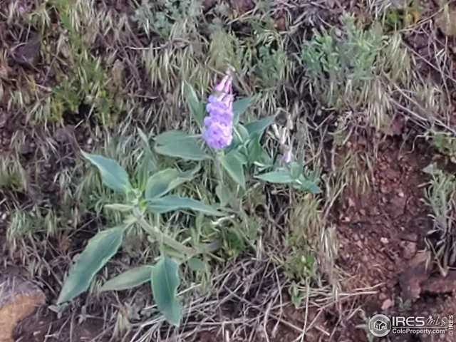 $29,000 | 232 Red Mountain Court, Livermore, CO 80536