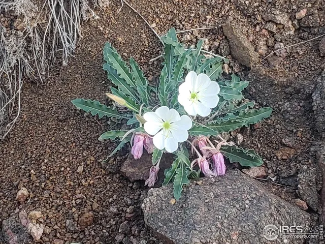 $29,000 | 232 Red Mountain Court, Livermore, CO 80536