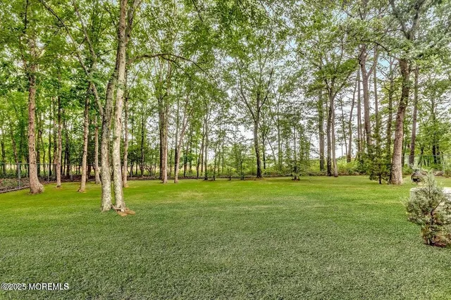 a view of a trees in a park