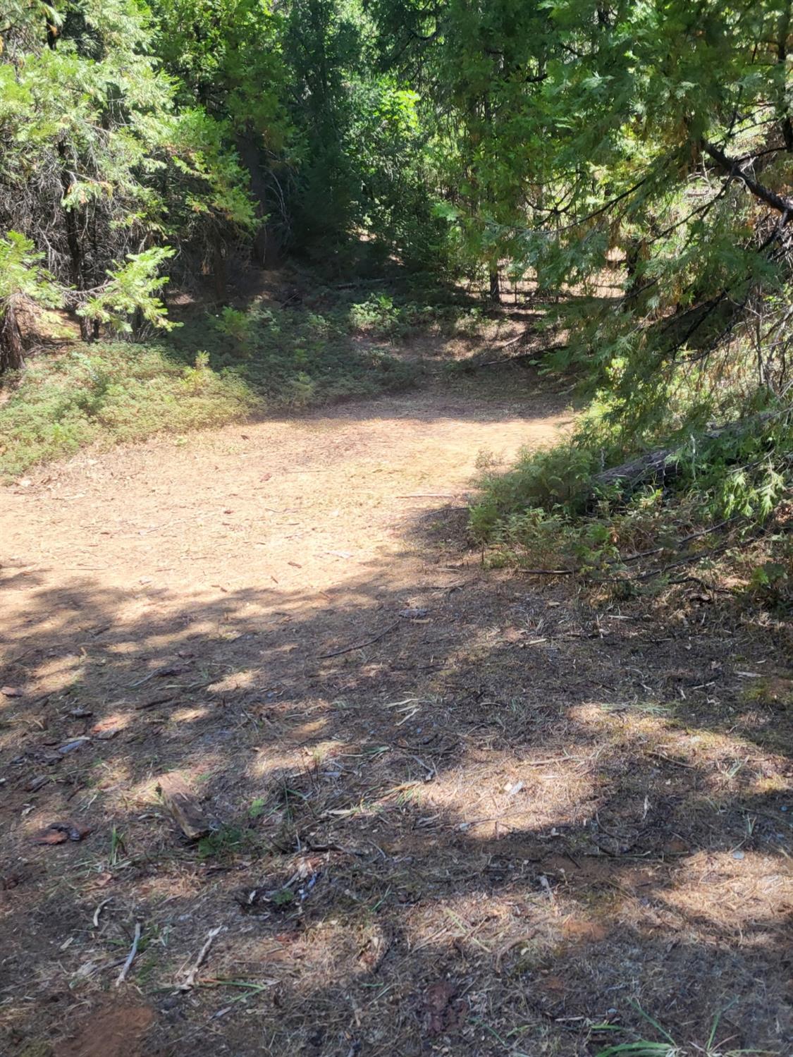 0 Quarts Mountain Road West Point, CA 95255 - Photo 12 of 13 a view of a yard with a tree
