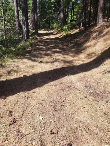 a view of a yard with trees