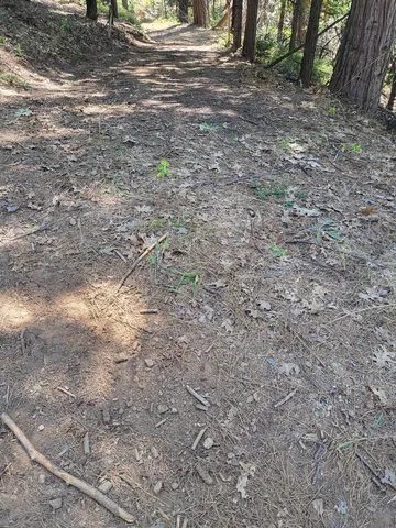a view of a yard with large trees