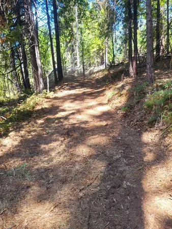 a view of a yard with large trees