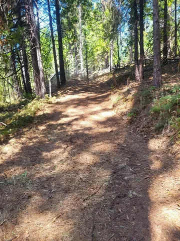 a view of a yard with large trees
