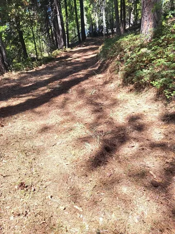 a view of a yard with plants and trees