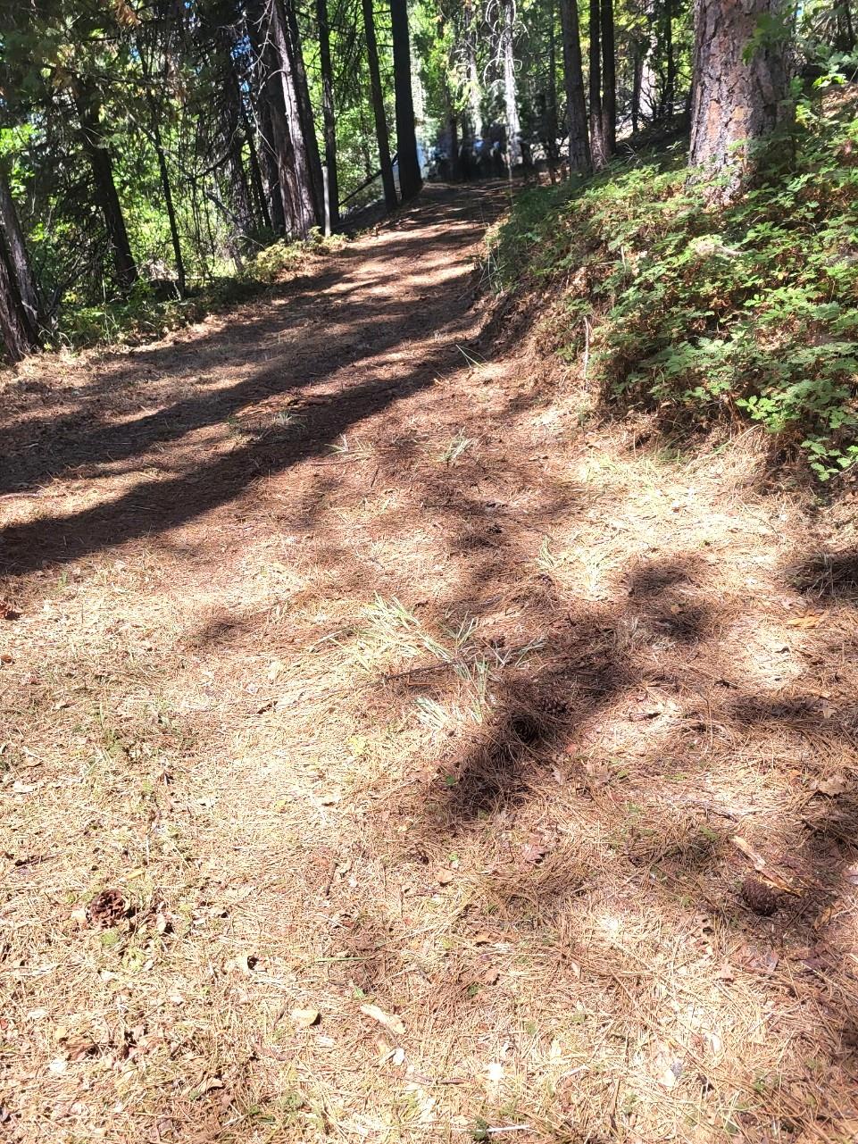0 Quarts Mountain Road West Point, CA 95255 - Photo 9 of 13 a view of a yard with plants and trees