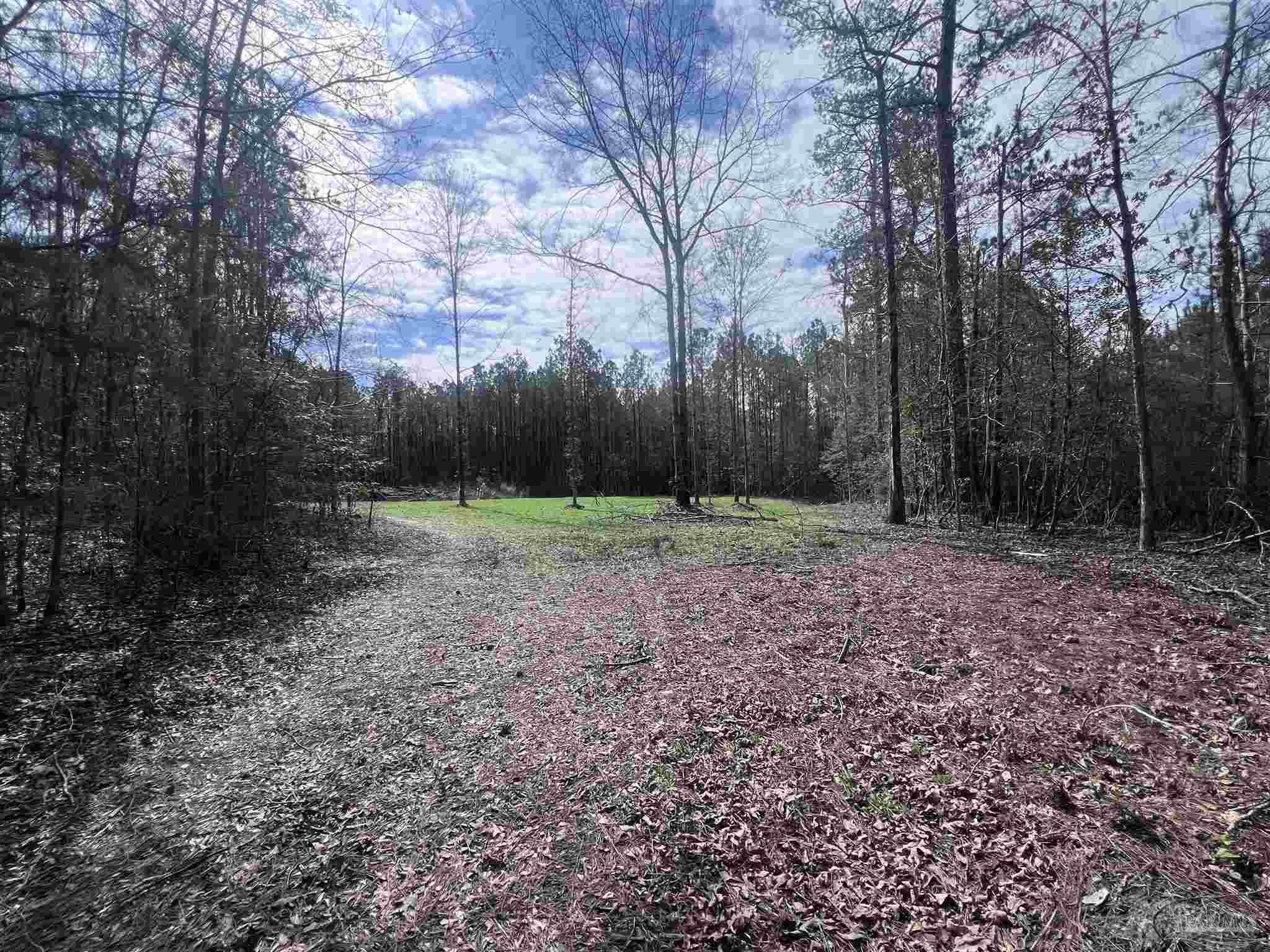 0 Mixonville Road McKenzie, AL 36456 - Photo 17 of 36 a view of outdoor space with trees