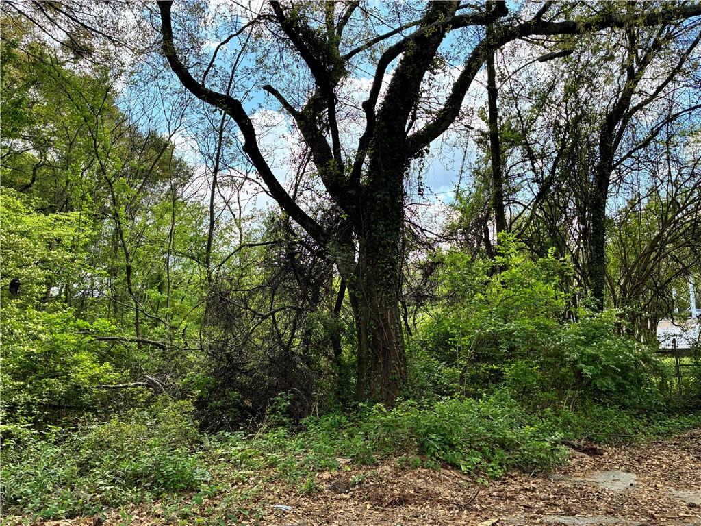 a view of a trees in a forest