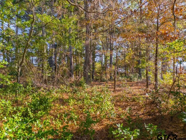 a view of a yard with plants
