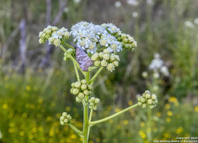 $180,000 | 0 Utopia Forest, D'Hanis, TX 78850