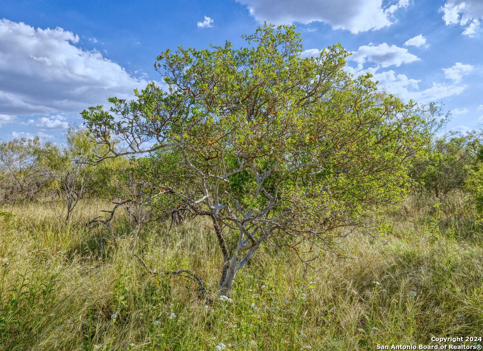 0 Utopia Forest D'Hanis, TX 78850 - Photo 22 of 31