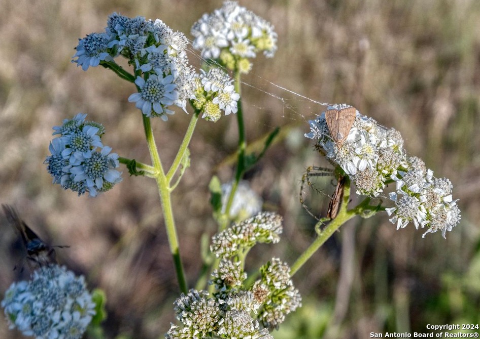 0 Utopia Forest D'Hanis, TX 78850 - Photo 25 of 31
