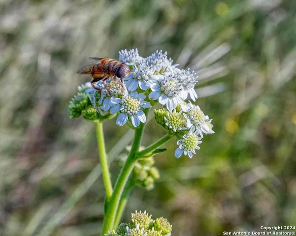 $180,000 | 0 Utopia Forest, D'Hanis, TX 78850