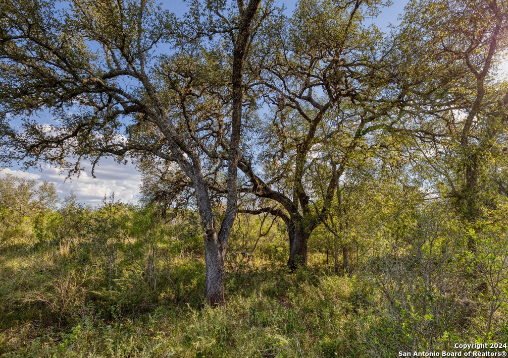 0 Utopia Forest D'Hanis, TX 78850 - Photo 10 of 31