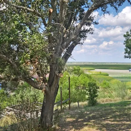 a view of a trees in a yard