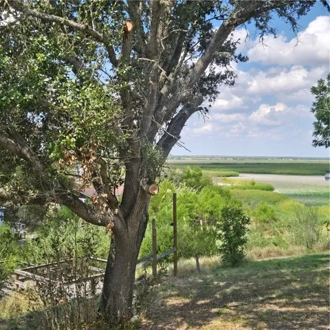 a view of a trees in a yard