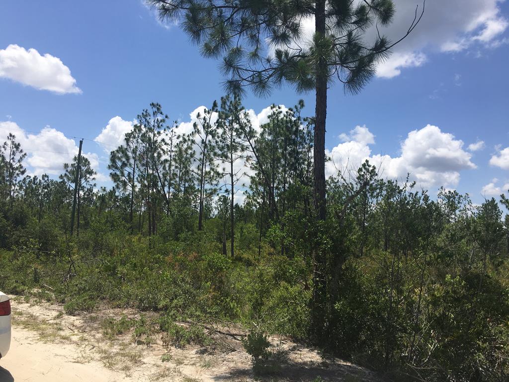 Tbd Rigsby Lane Fountain, FL 32438 - Photo 22 of 34 Gallery Image 22