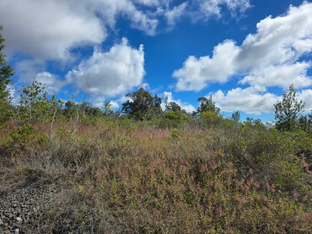 a view of a lake in middle of forest