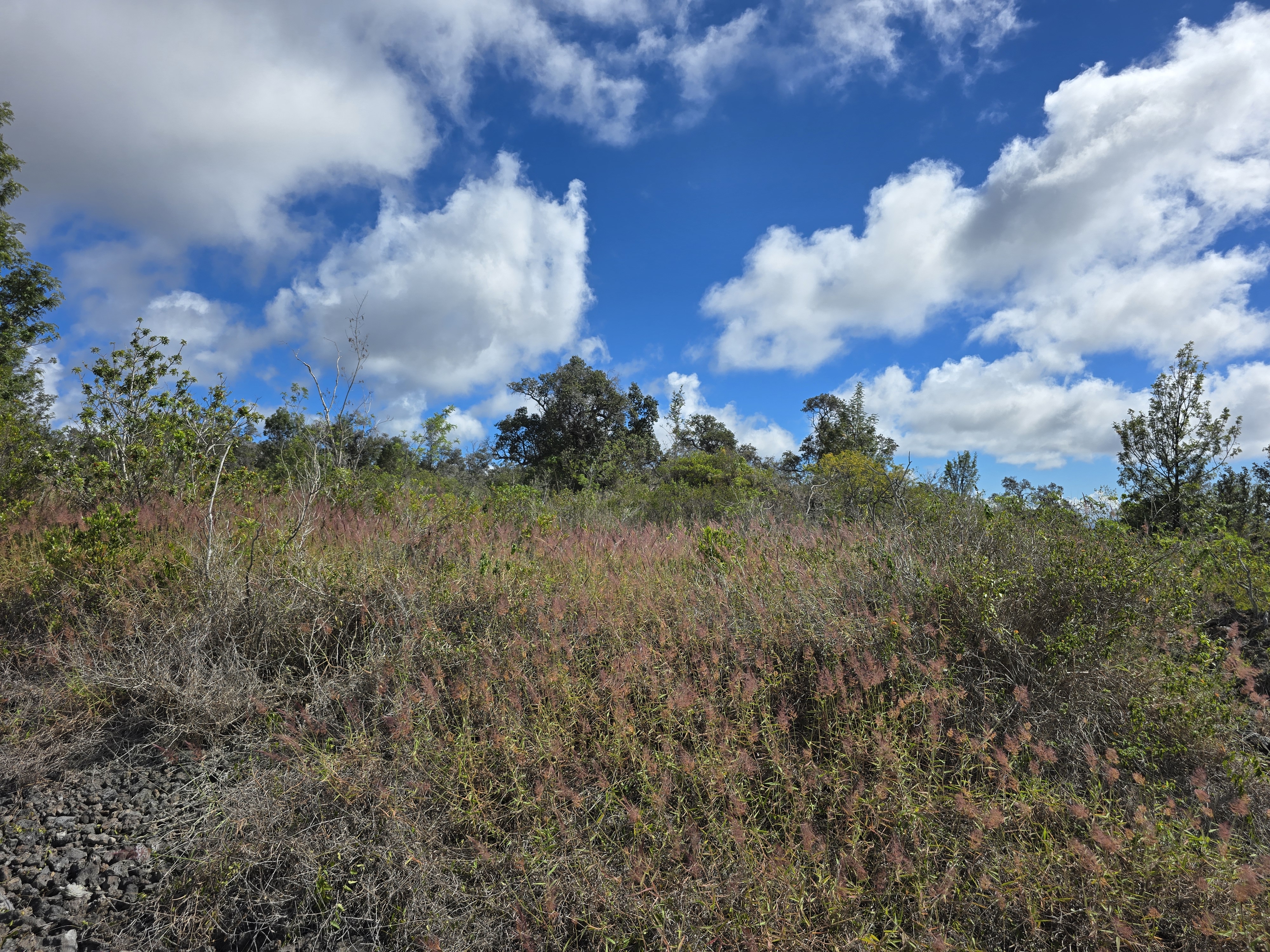 10 Paradise Parkway Ocean View, HI 96704 - Photo 1 of 5 a view of a lake in middle of forest