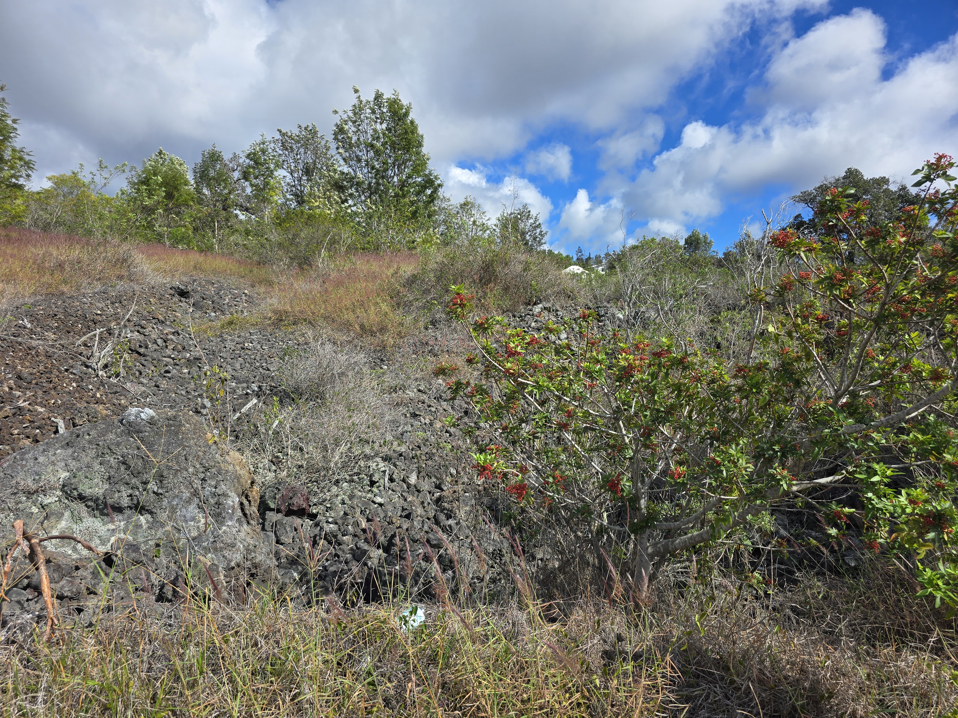 10 Paradise Parkway Ocean View, HI 96704 - Photo 2 of 5 a view of a yard with plants and a trees