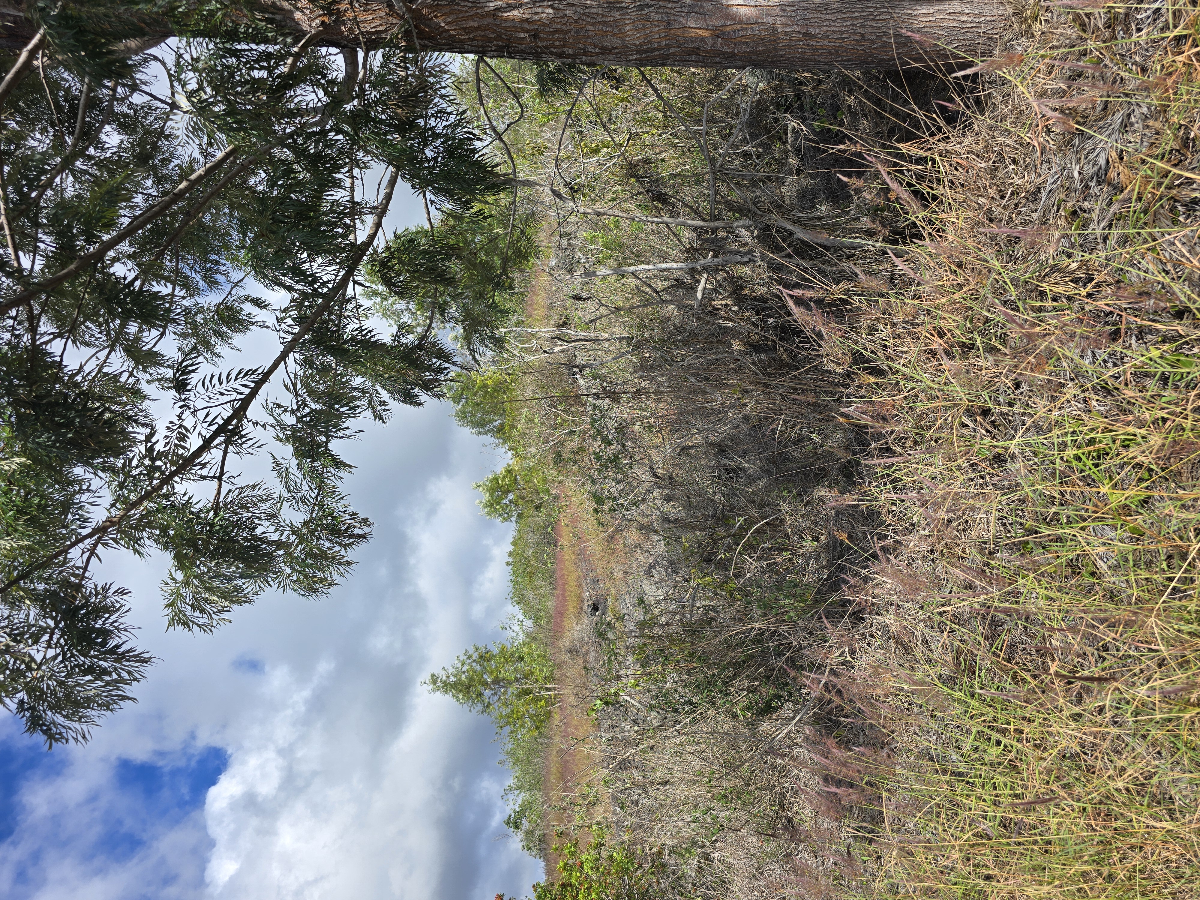 10 Paradise Parkway Ocean View, HI 96704 - Photo 4 of 5 a view of a yard with a tree