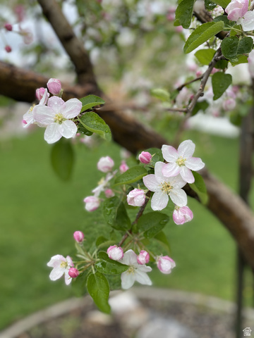 387 North Loafer Canyon Road Payson, UT 84651 - Photo 84 of 94 Flowering tree branch featuring white and pink blossoms