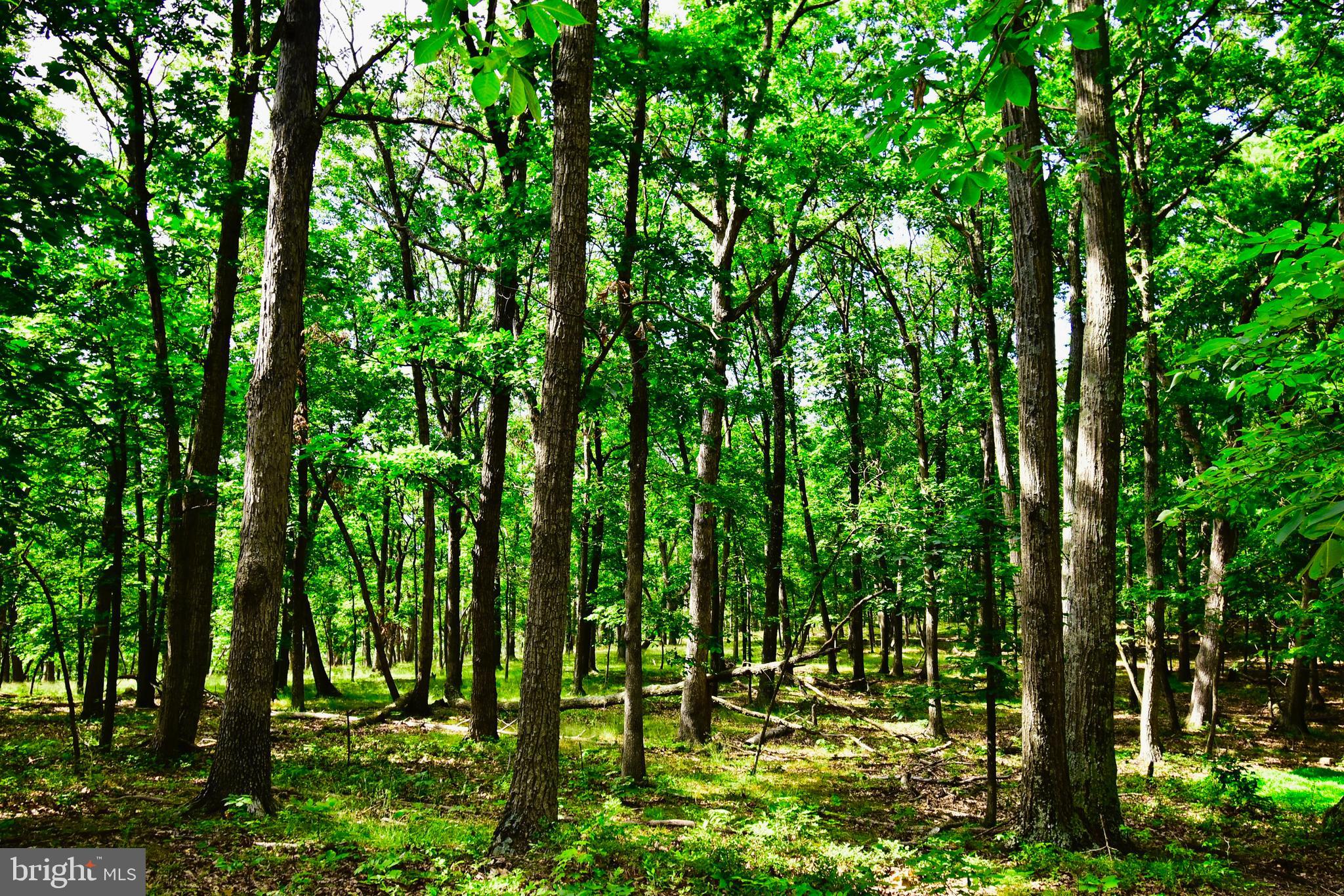 439-acres Laurel Grove Road Winchester, VA 22602 - Photo 18 of 61 Lot 2 Woods