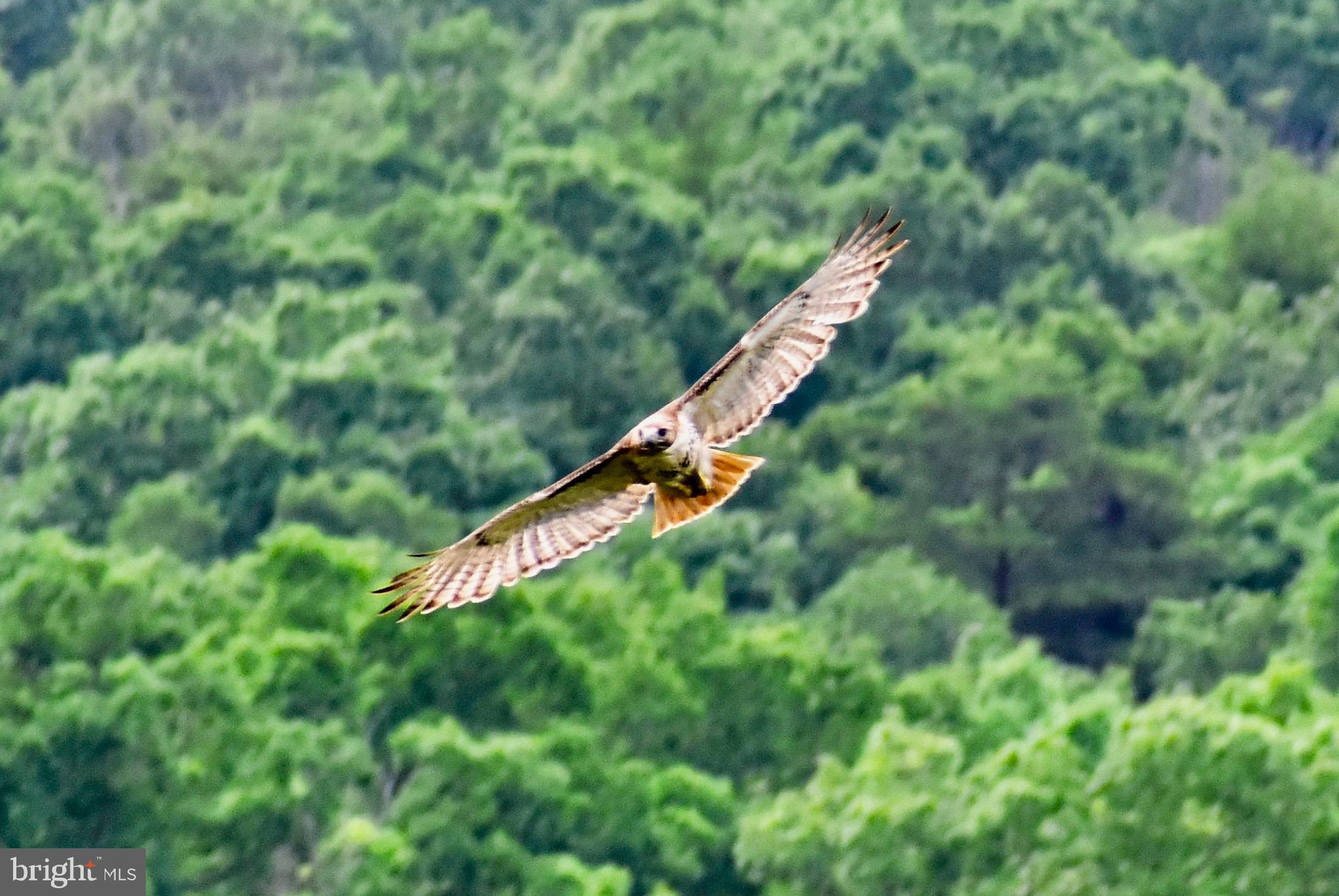 439-acres Laurel Grove Road Winchester, VA 22602 - Photo 2 of 61 439 Acres of soaring views