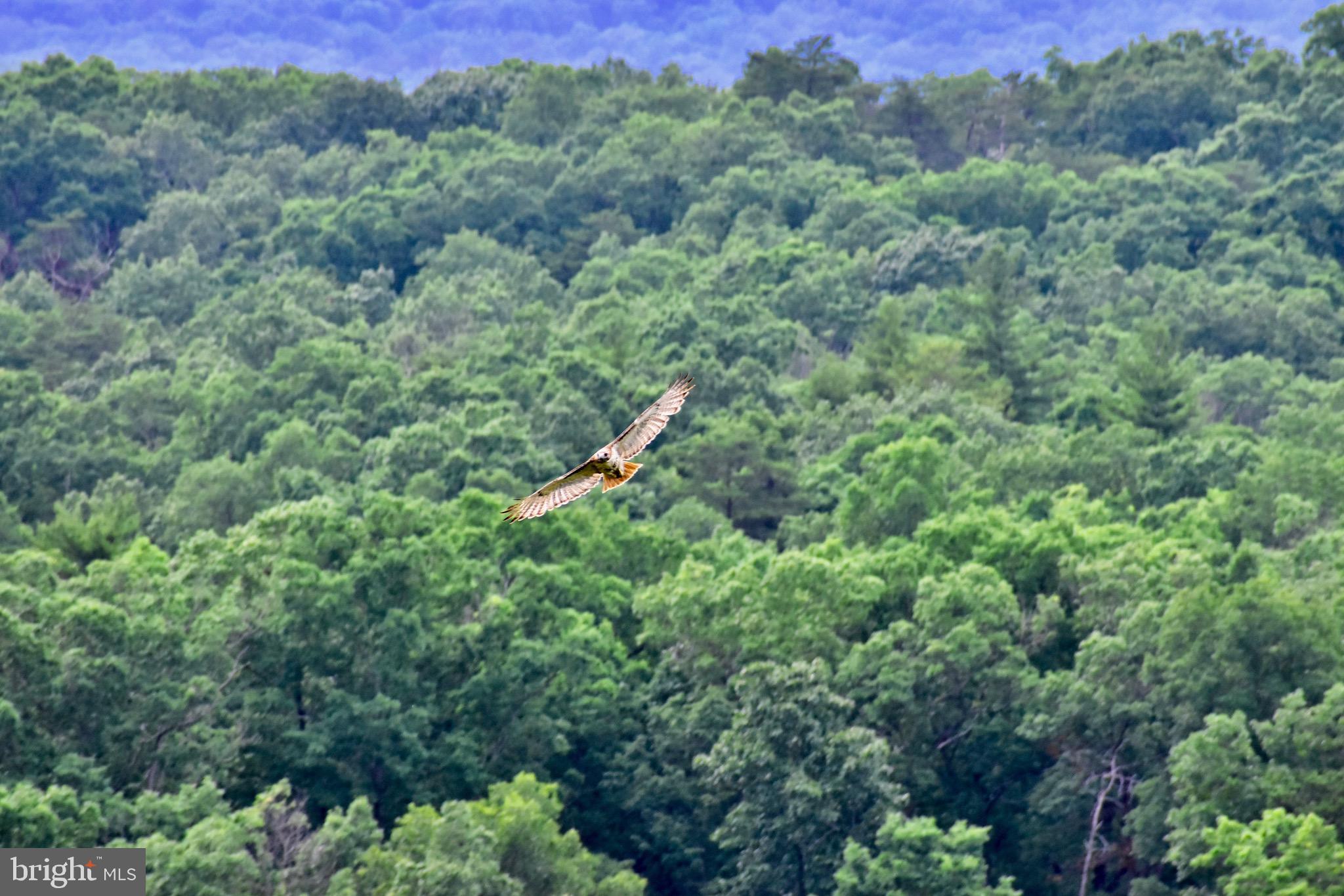 439-acres Laurel Grove Road Winchester, VA 22602 - Photo 21 of 61 Spread Your Wings!