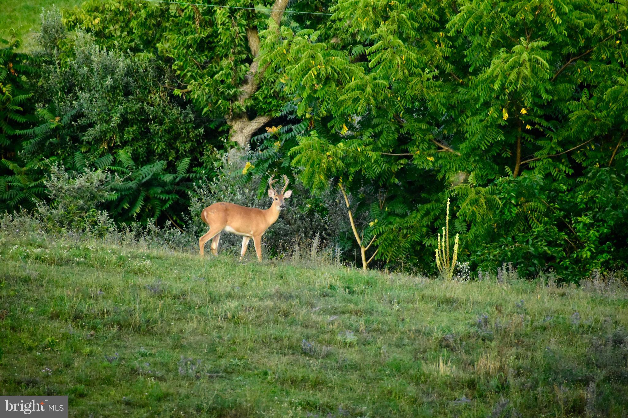 439-acres Laurel Grove Road Winchester, VA 22602 - Photo 44 of 61 White Tail Deer