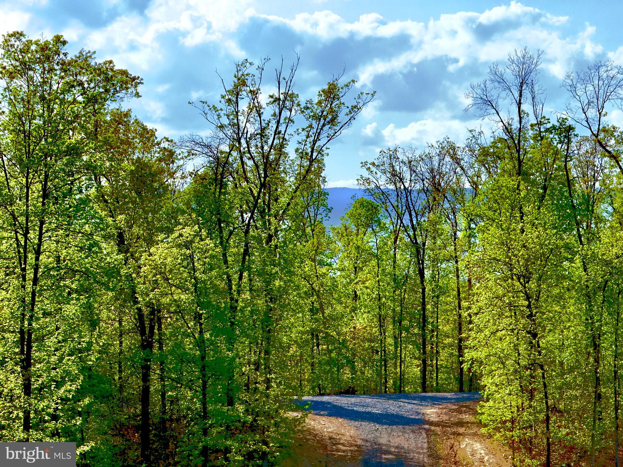439-acres Laurel Grove Road Winchester, VA 22602 - Photo 8 of 61 Your Private Rd.
