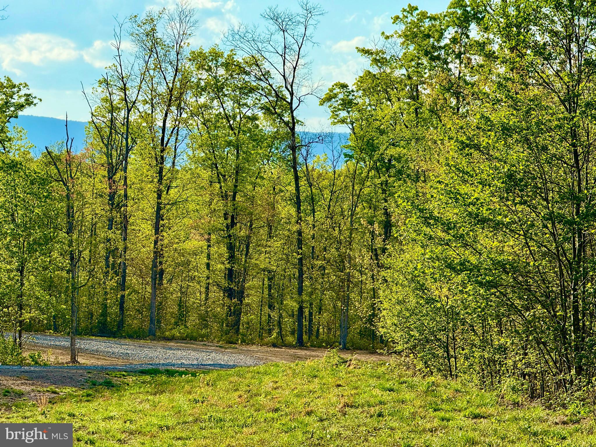 439-acres Laurel Grove Road Winchester, VA 22602 - Photo 9 of 61 Road to lot 2 and 3