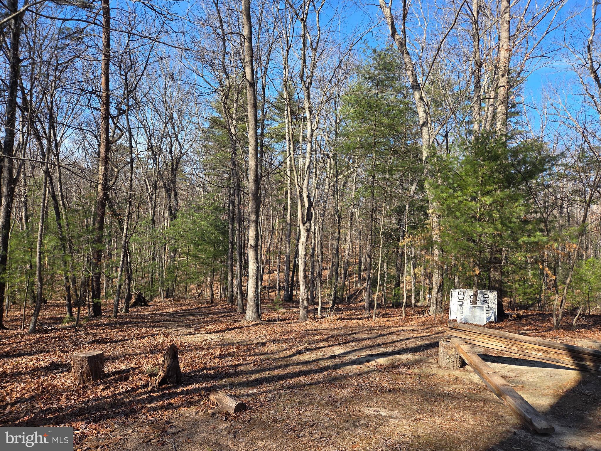 2034 Jerome Road Mount Jackson, VA 22842 - Photo 12 of 15 Wooded area
