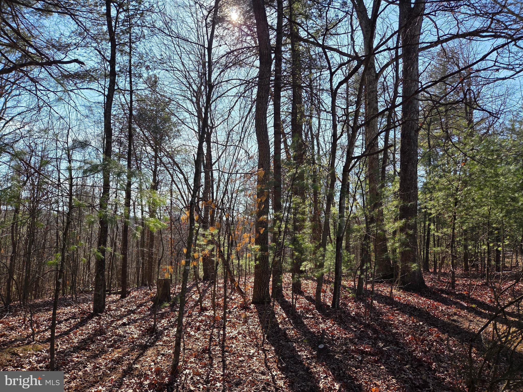 2034 Jerome Road Mount Jackson, VA 22842 - Photo 13 of 15 Wooded area