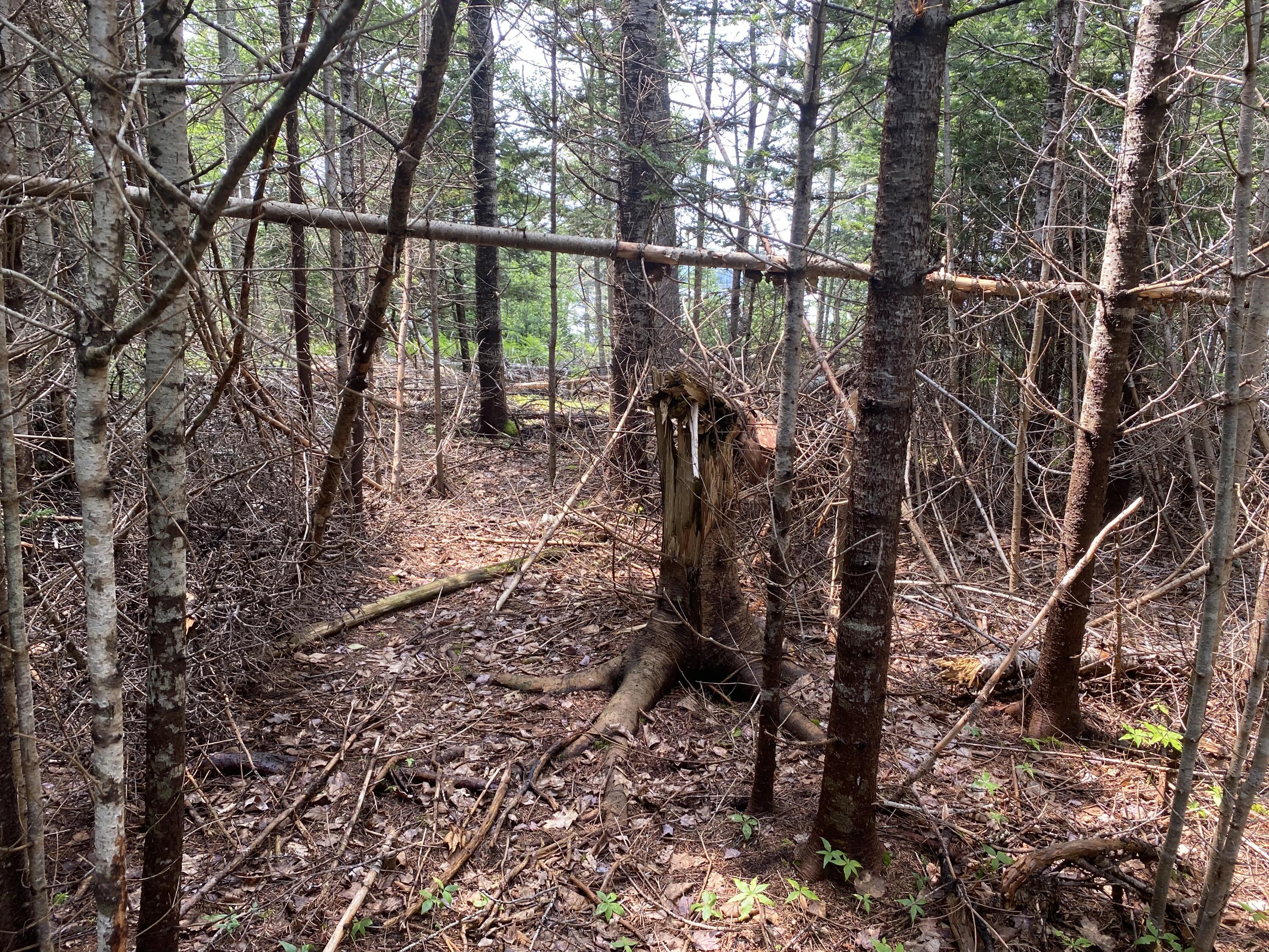1552 Turtle Head Road Islesboro, ME 04848 - Photo 9 of 19 Woods