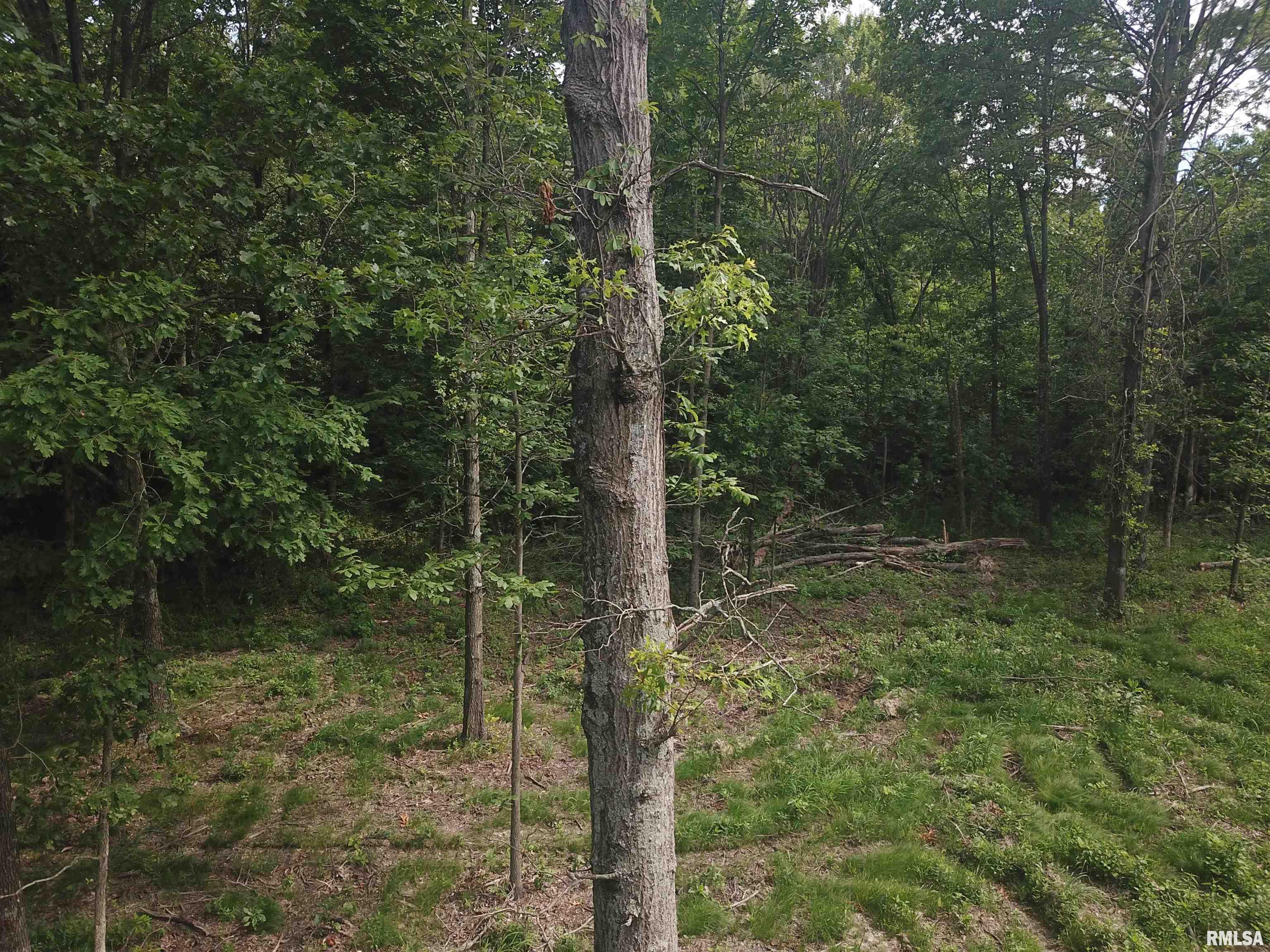 0 Beard Road Xenia, IL 62899 - Photo 23 of 24