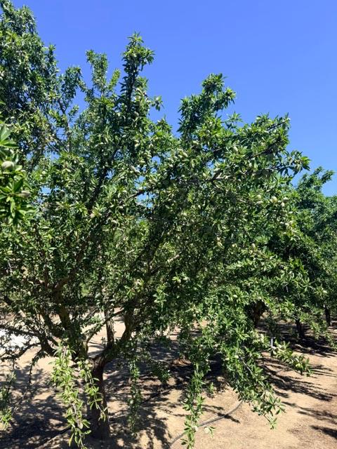 4331 Service Road Ceres, CA 95307 - Photo 10 of 11