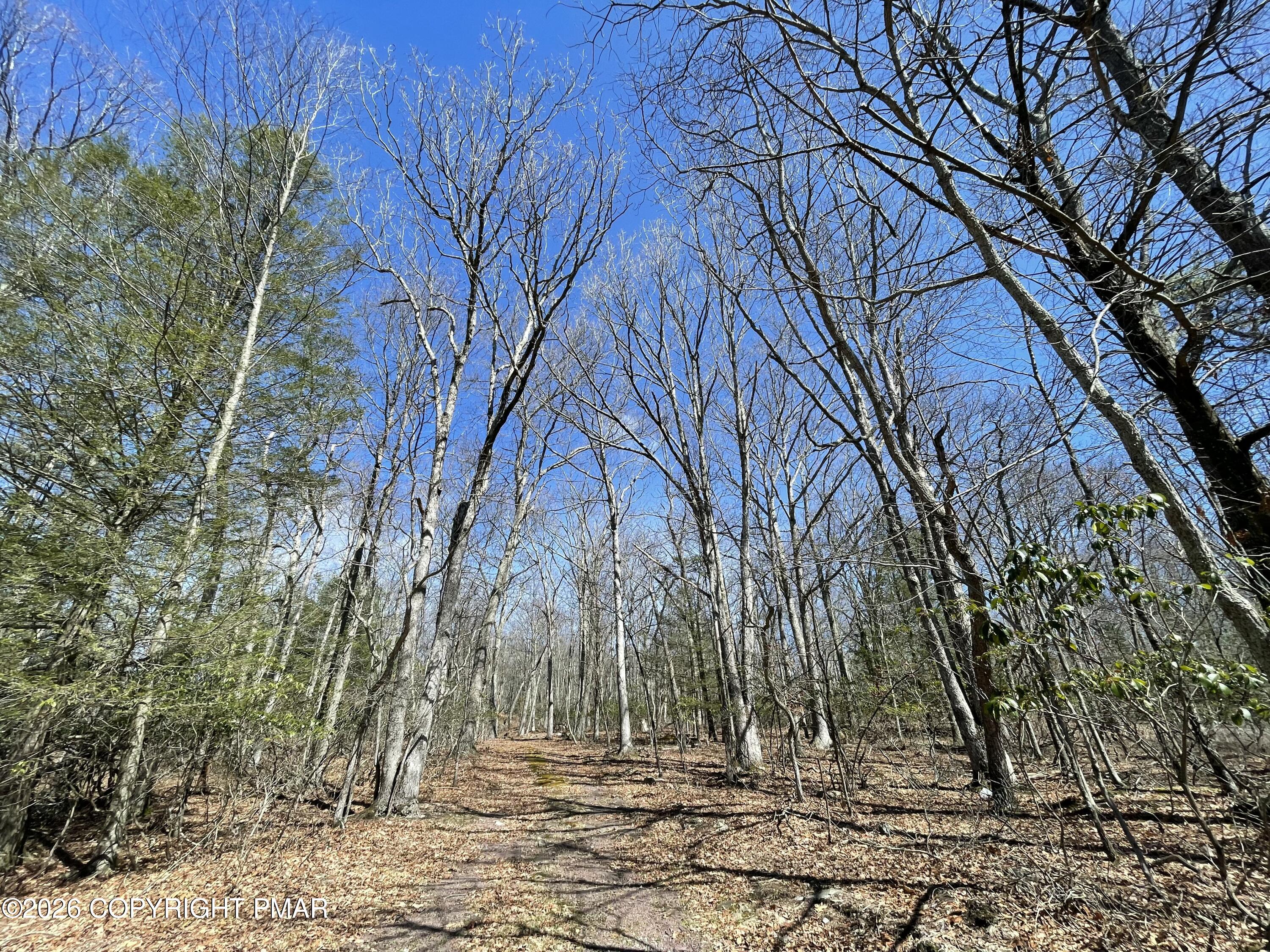a view of yard with trees