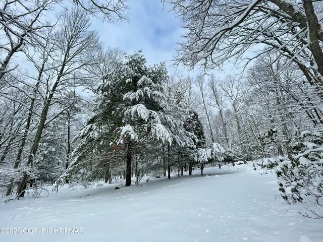 a view of a forest with trees