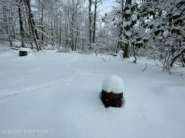 a view of a snow with a tree